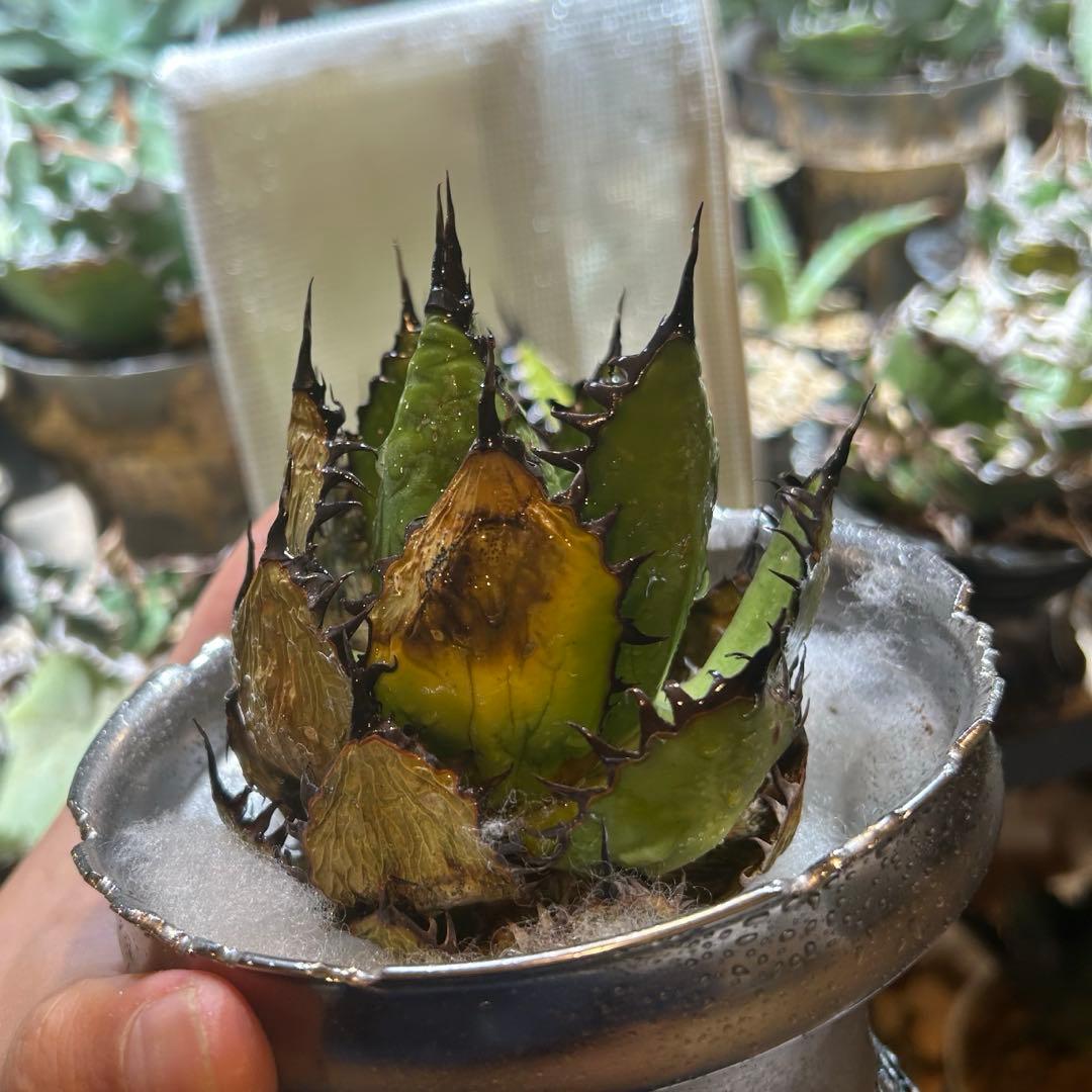 アガベ ホリダ old horrida 陽炎 ドワーフ 特選S級選抜 発根済み