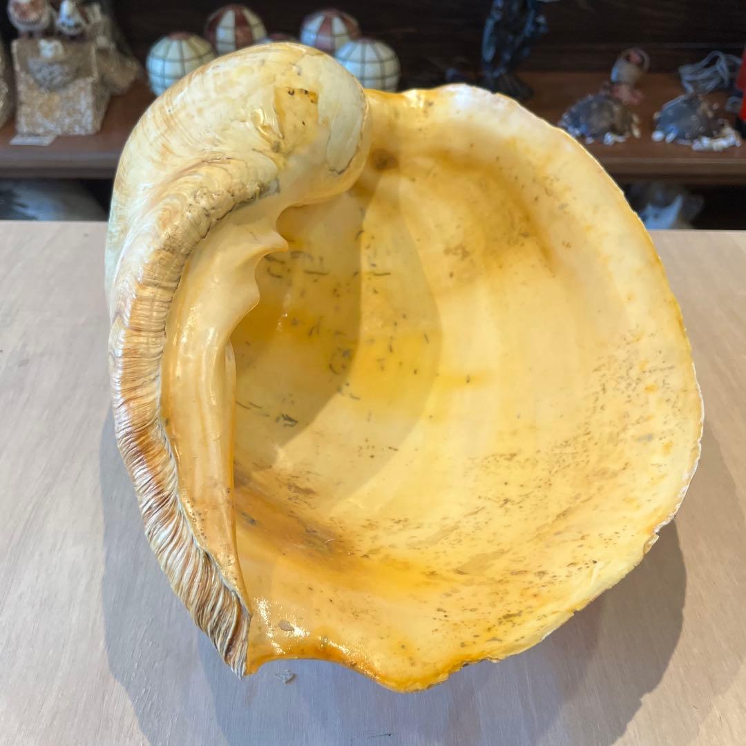 激レア 巨大 オーストラリア産 イナズマツノヤシは*ん様 激レア 巨大