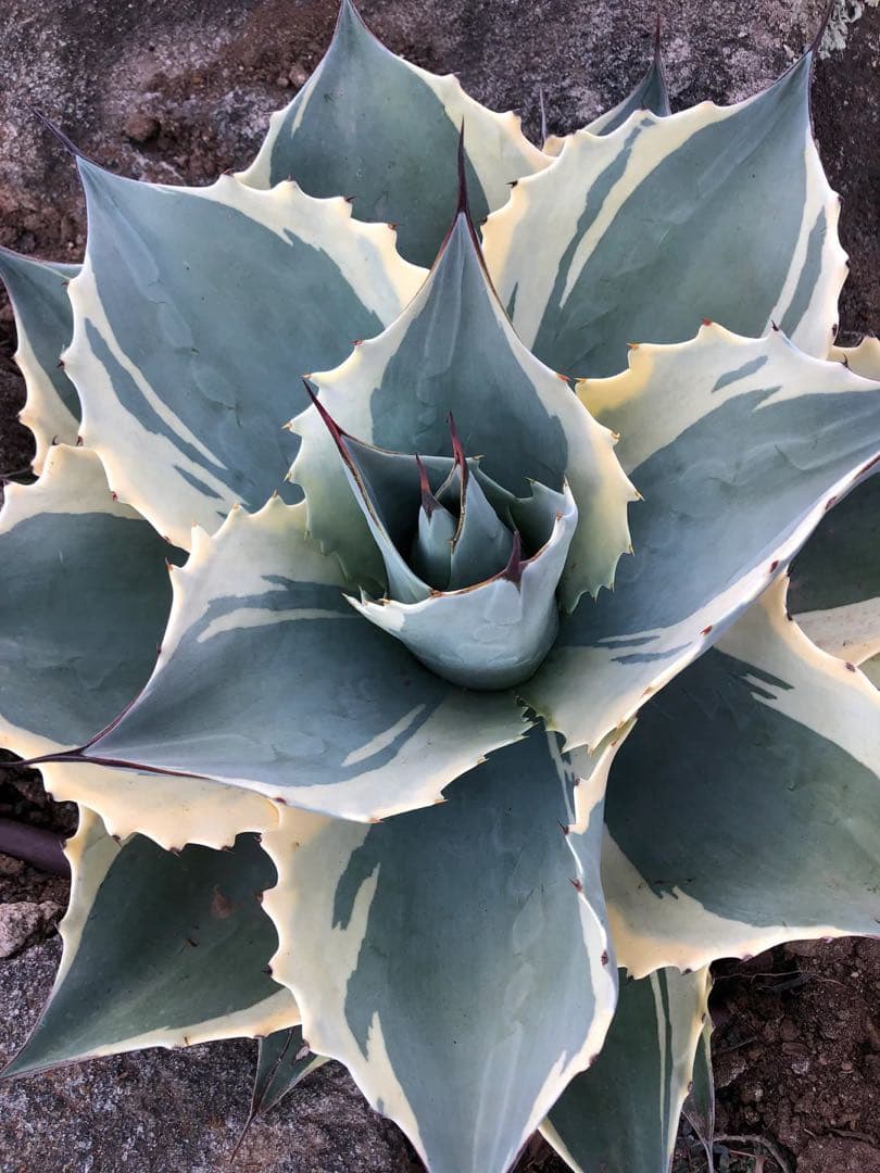 残僅か Agave ovatifolia 'Moby' アガベ オバティフォリア - メルカリ