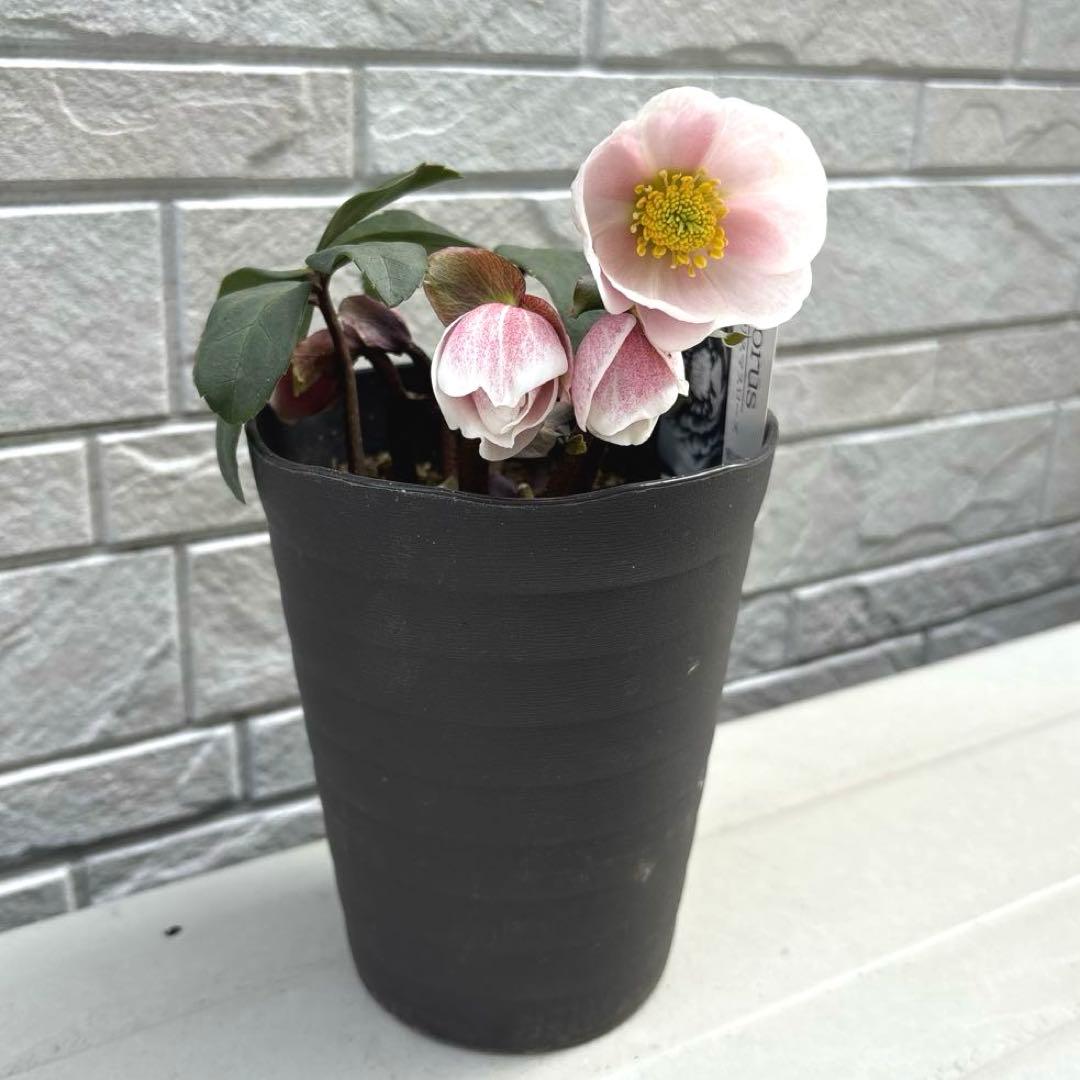 ☆素晴らしい！オーレア、レッドぼかし☆ソレイユ風☆クリスマスローズ