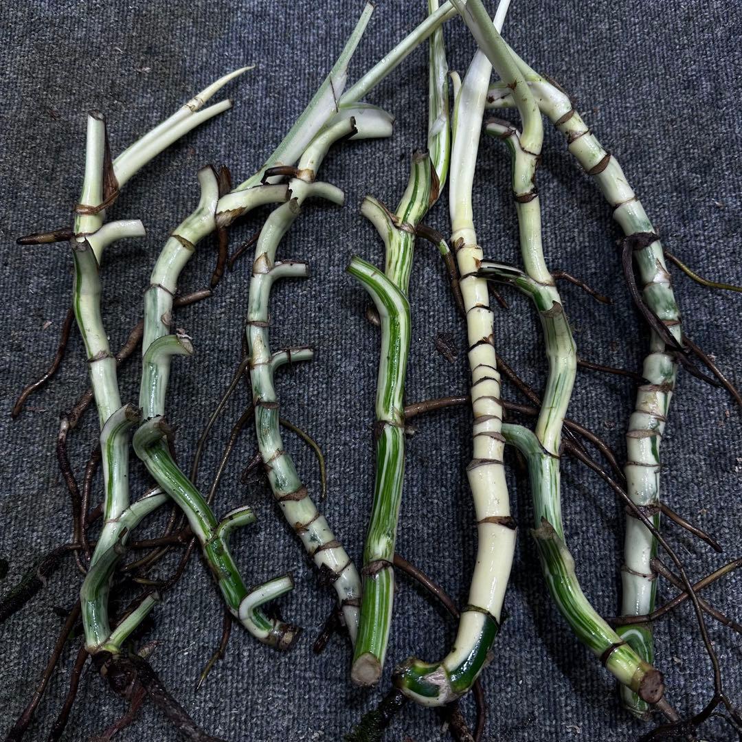 な*け様 斑入りモンステラホワイトタイガー茎7株おまとめ 斑入りモンステラホワイトタイガー茎7株おまとめ - メルカリ