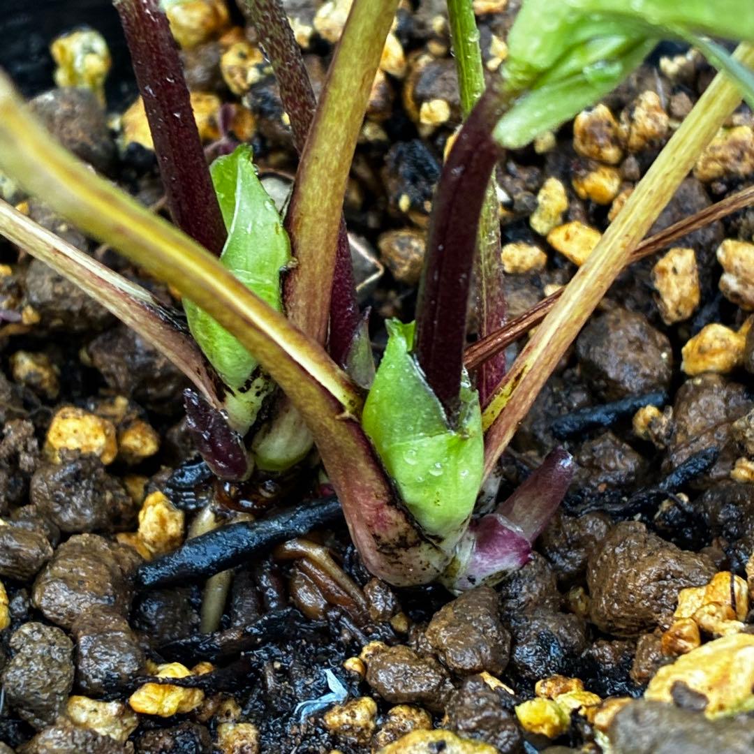 ラ*ク様 3511☘️蕾花付き☘️小輪⭐️ペールピンクぼかし⭐️クリア美人⭐️樋