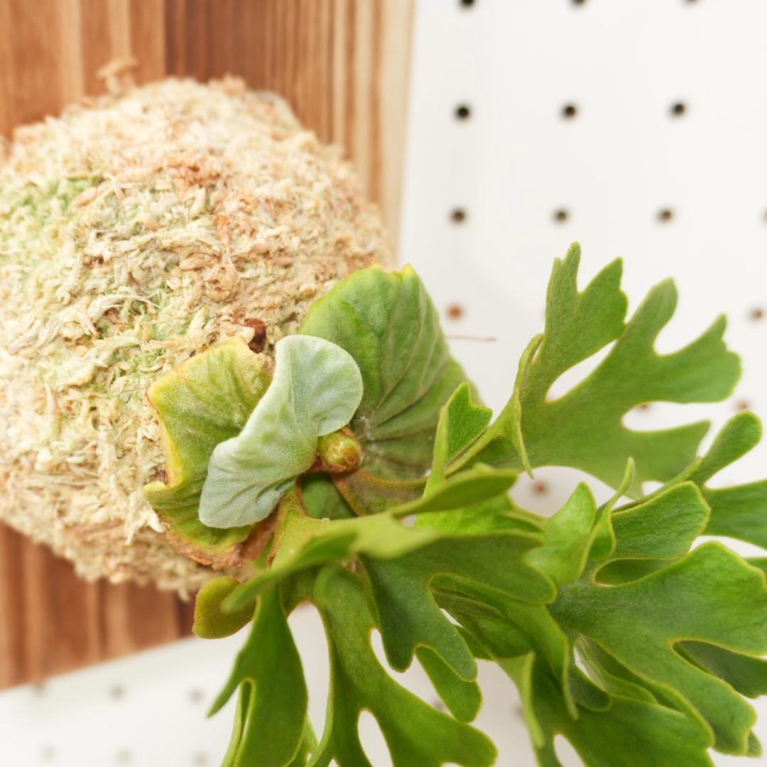 ビカクシダ リドレイ ドワーフ シルバー 小株 R-9 - メルカリ