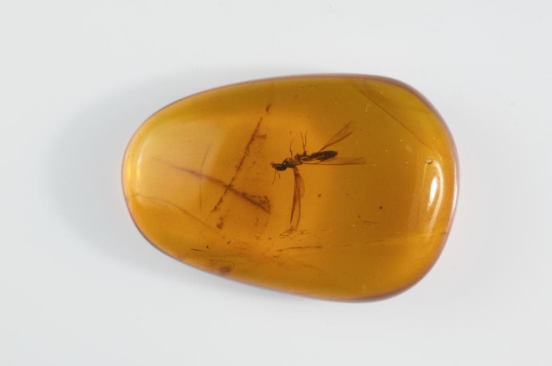 ZB335虫入り琥珀化石 ミャンマー カムティかタナイ産 9900万年前