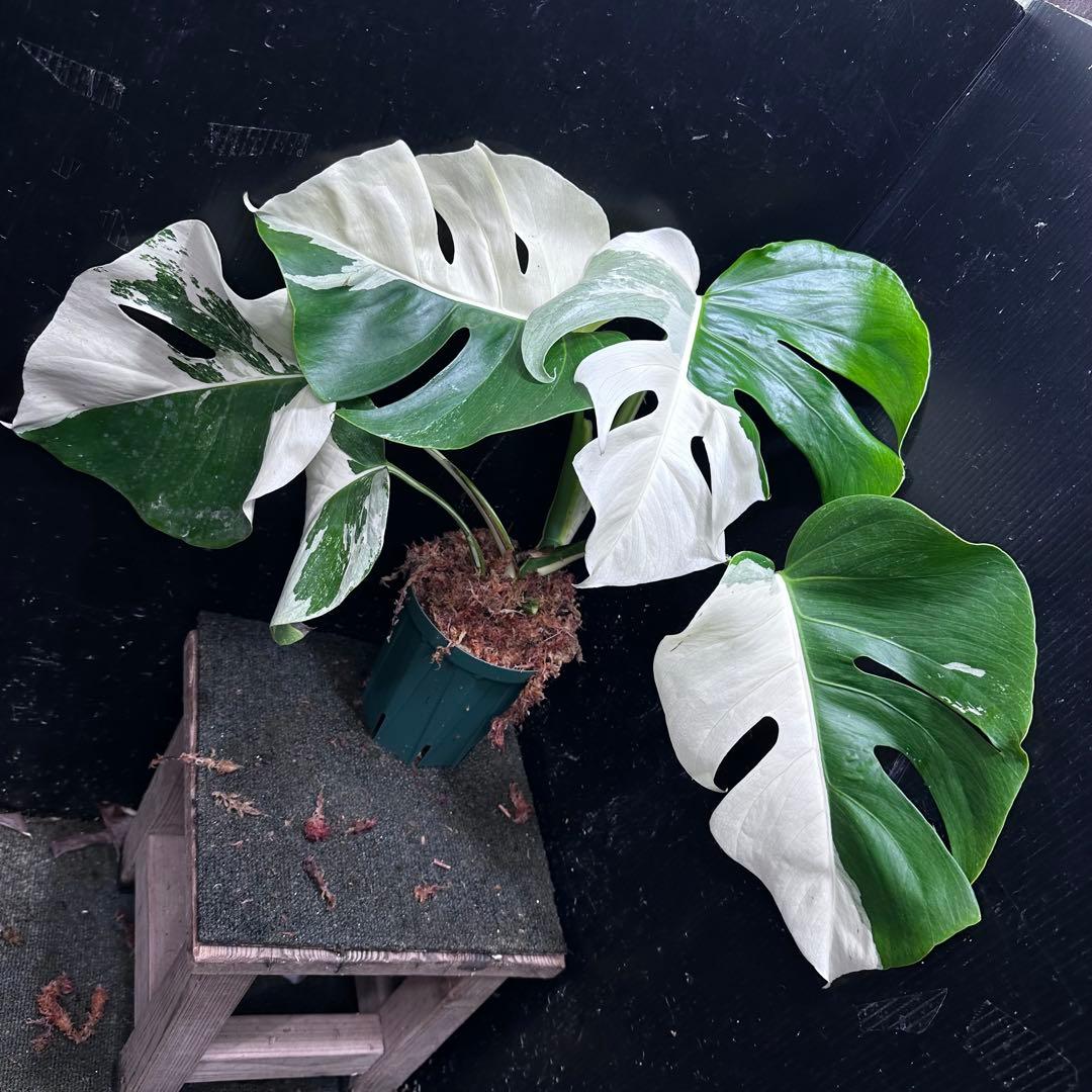 c*n様 モンステラ斑入りハーフムーンホワイトタイガー極美斑入り　　 47cm モンステラホワイトタイガー（アルボ）(Monstera Albo White Tiger