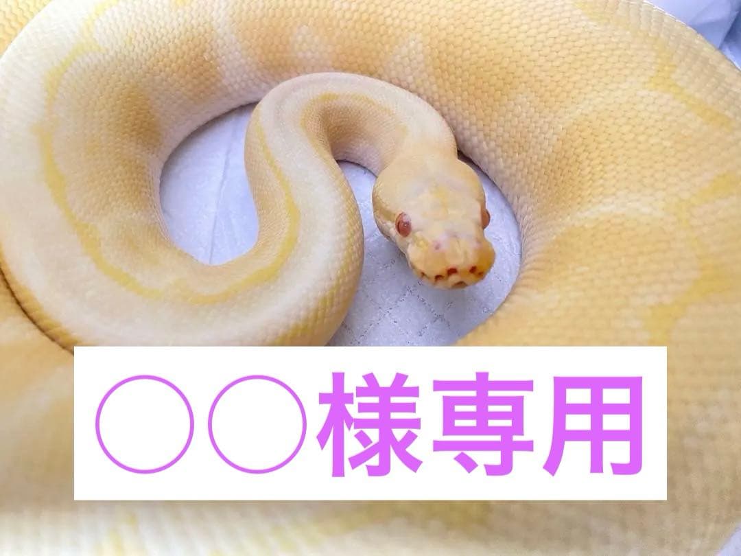 【○○】アルビノボールパイソン蛇の抜け殻脱皮殻2025年巳年金運 ○○】アルビノボールパイソン蛇の抜け殻脱皮殻2025年巳年金運