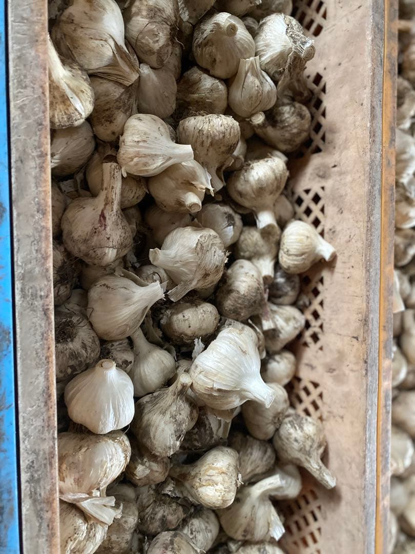 青森にんにく　Mサイズ 10キロ 楽天市場】青森にんにく A品 Mサイズ 1kg～10kg 国産 福地ホワイト六片