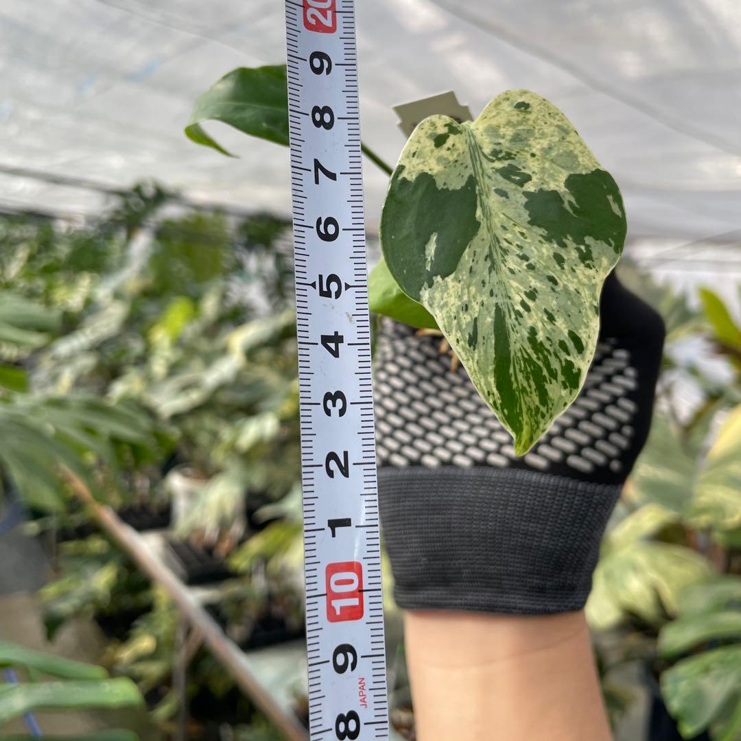 11モンステラ デリシオーサ ベトシオーサ 2寸ポリポット ネコポス発送