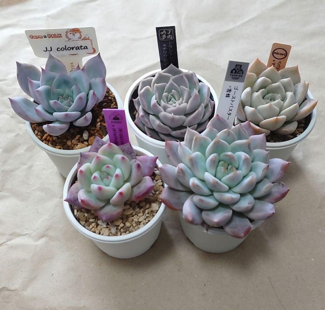 多肉植物　まとめ売り（札付き） 2026年最新】札付き 多肉植物の人気アイテム - メルカリ