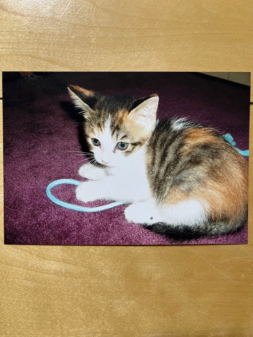 羊毛フェルト猫☆。.：＊・にゃんにゃん☆。.：＊.°ページ ユザワヤ公式 / 手芸・ホビー | 本日2月22日はにゃんにゃんにゃんで猫