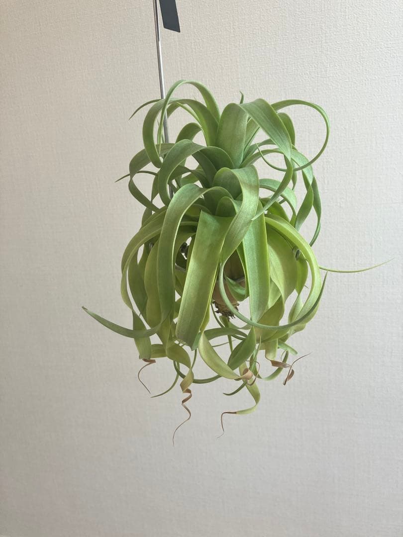 g*u様 希少 交配種 マッカラ チランジニア エアープランツ ストレプトフィラ 楽天市場】(現品) チランジア 交配種(BC × (セレリアナ × ストレプト