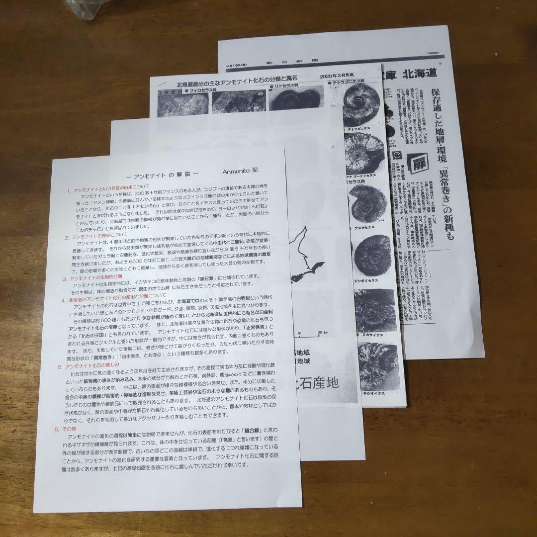 2026年新春 北海道アンモナイト化石の福箱＋知識資料4点 その1