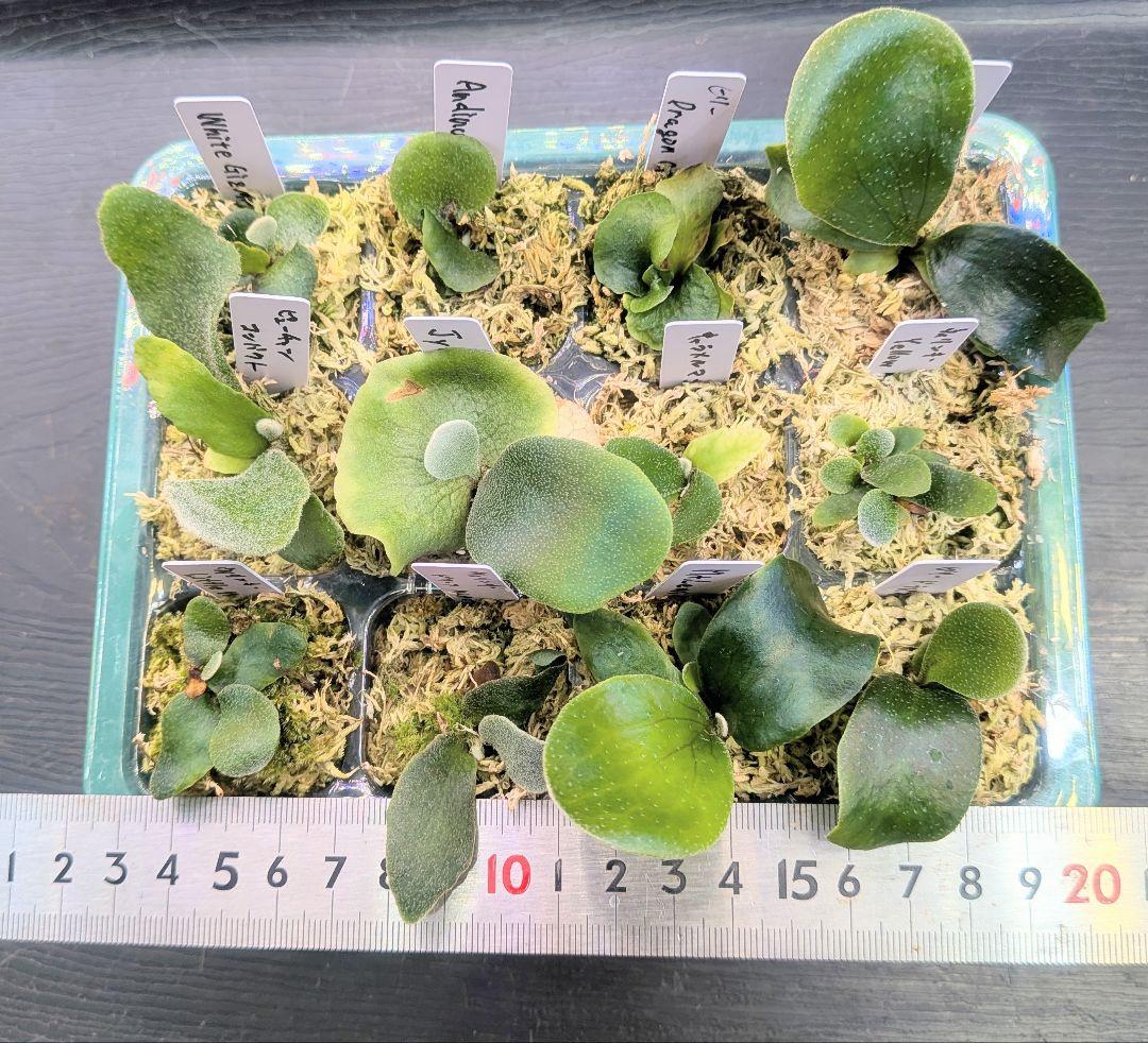 ビカクシダ、育苗トレー入り12個セット④