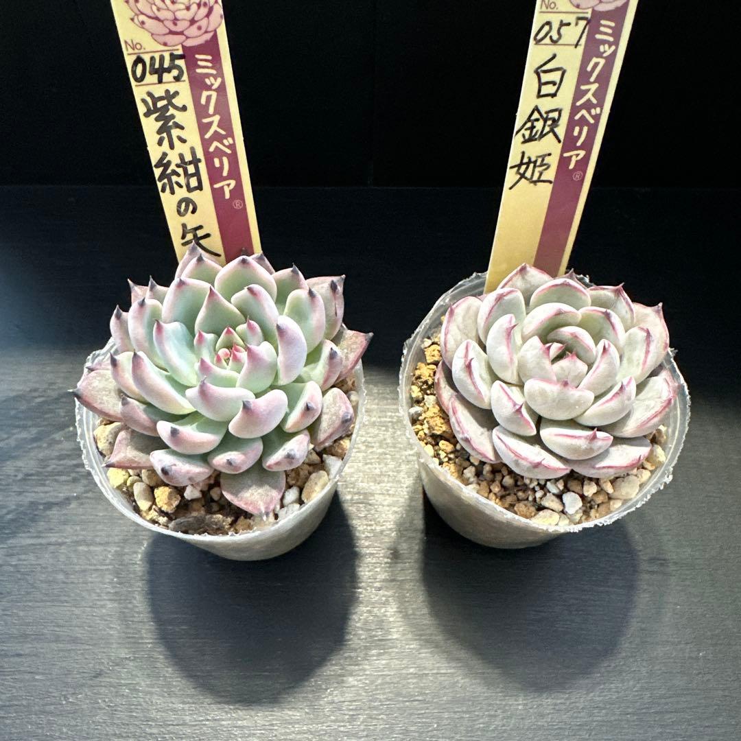 ア*サ様 おらいさん苗10点セット　まだまだ可愛いくなりますのでお楽しみに♡ 札