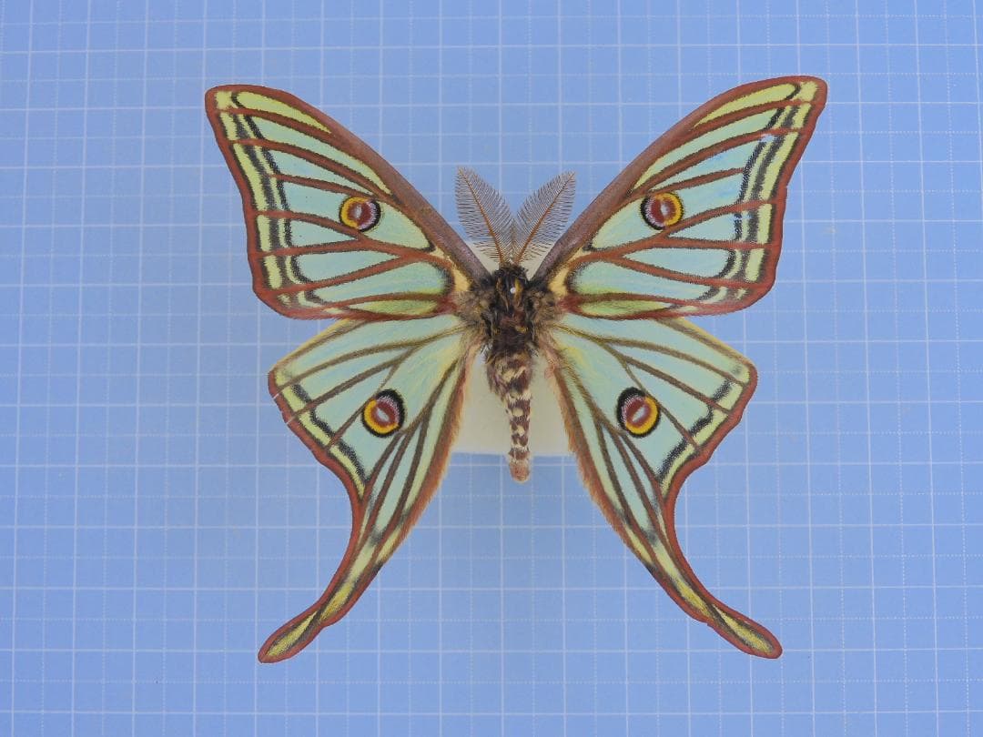 イザベラミズアオ　87mm イザベラミズアオ [15281143]の写真素材 - アフロ