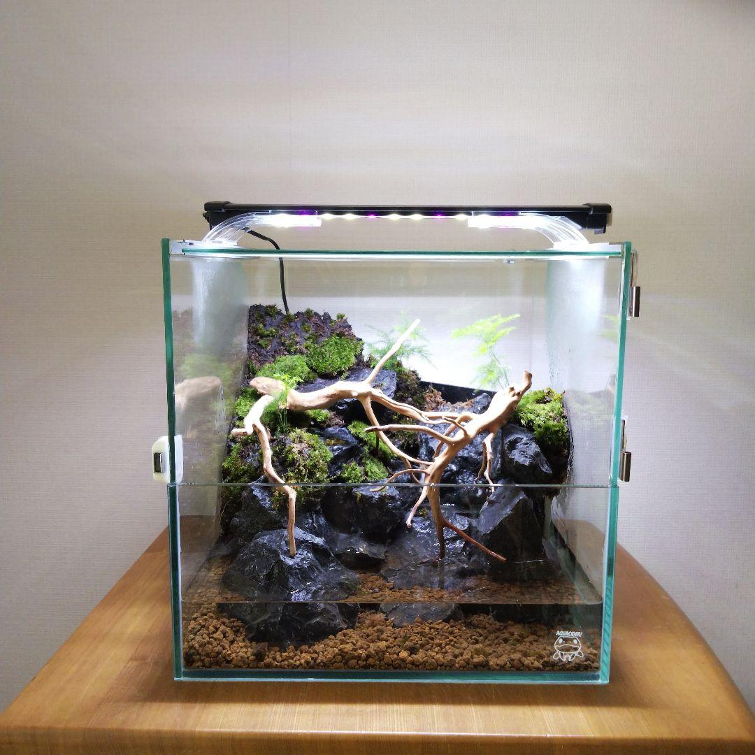 アクアテラリウム完成品 イモリウム 苔テラリウム 滝のあるアクア