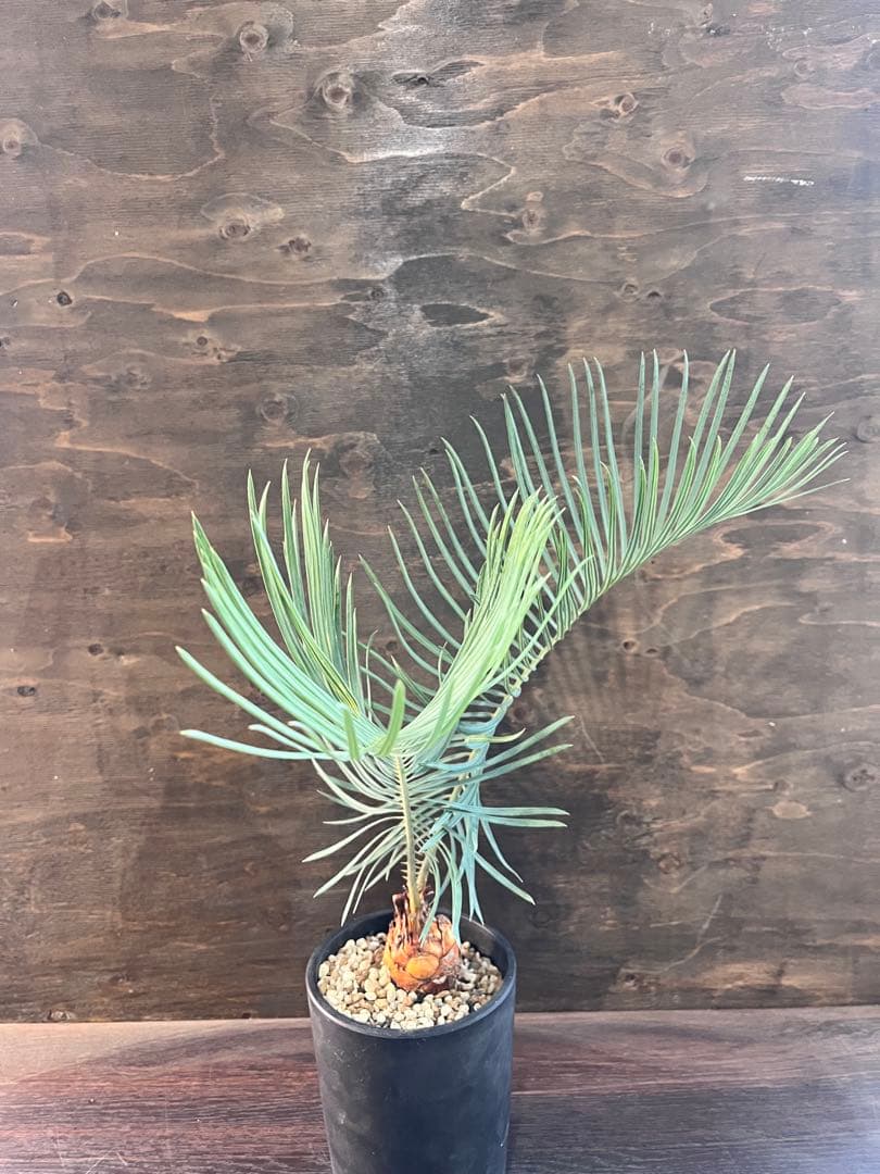 サイカスカイルンシアナM7 サイカスカイルンシアナM7 Q2580292910