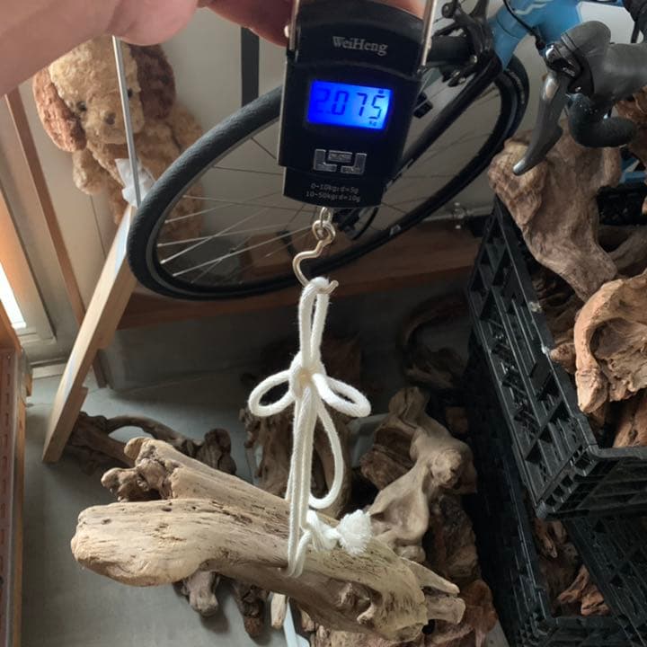 流木 No.255アク抜き済 煮沸紫外線殺菌済 爬虫類トカゲシェルター