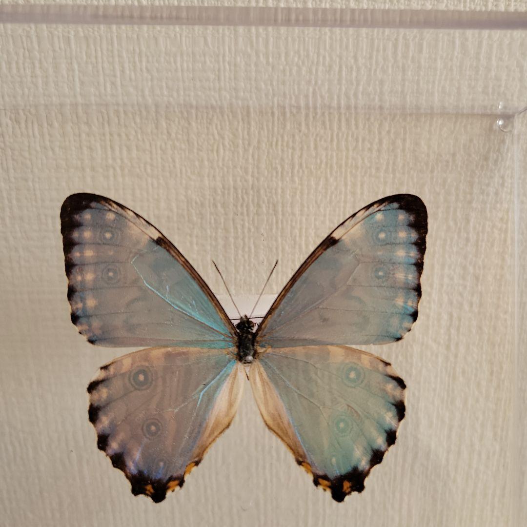 蝶の標本 モルフォの世界(A1) - メルカリ