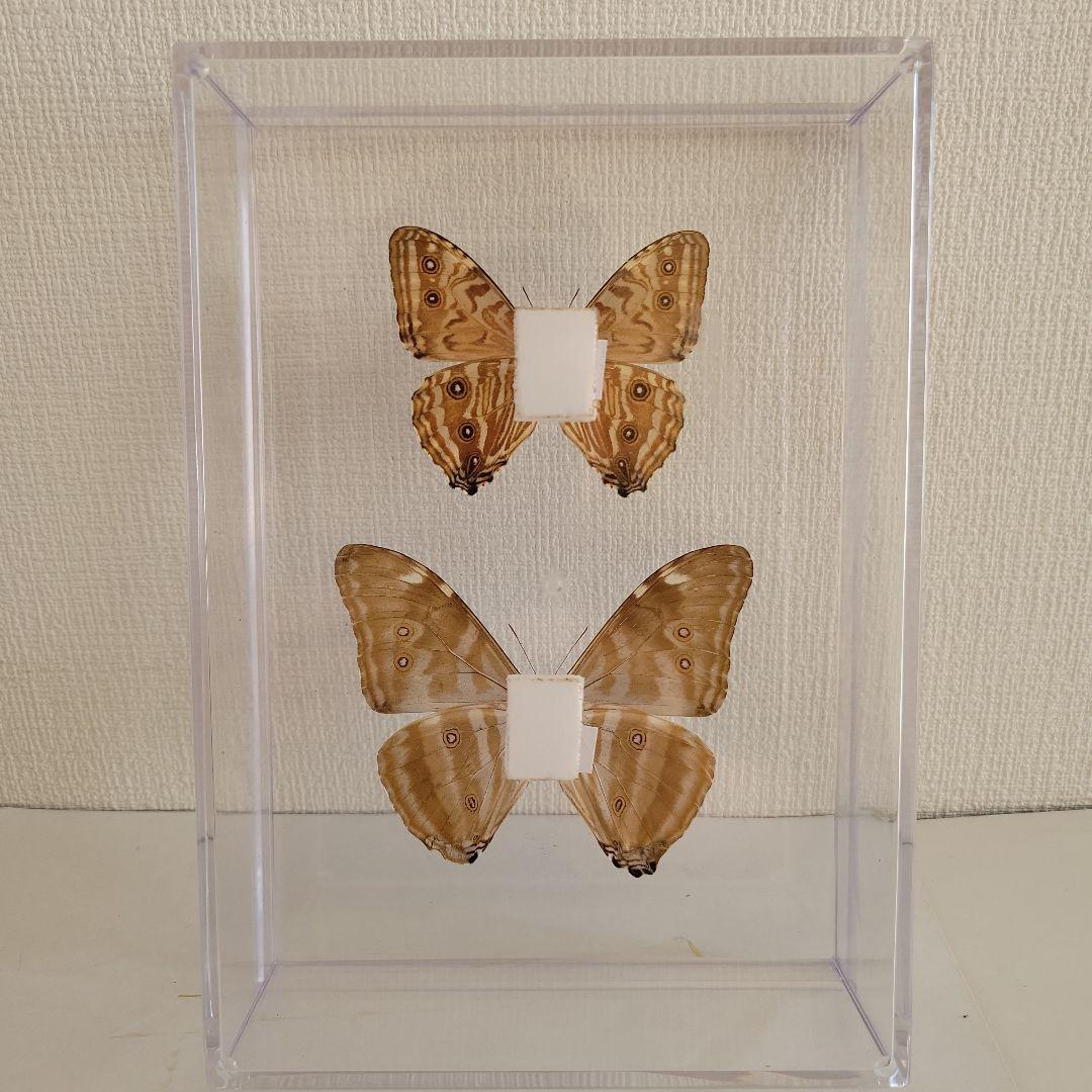 蝶の標本 モルフォの世界(A1) - メルカリ