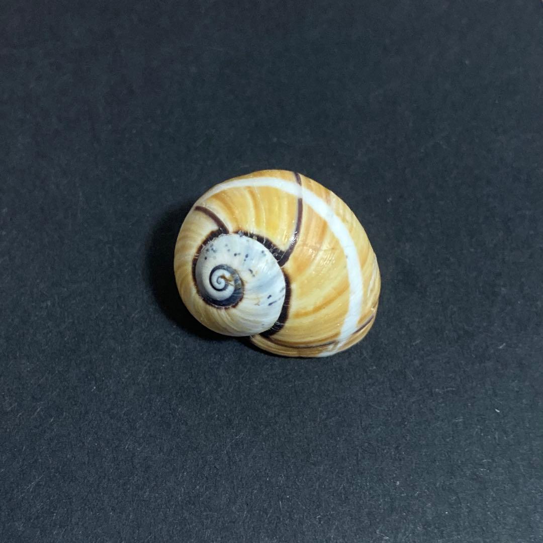 貝標本 貝殻 コダママイマイ - メルカリ