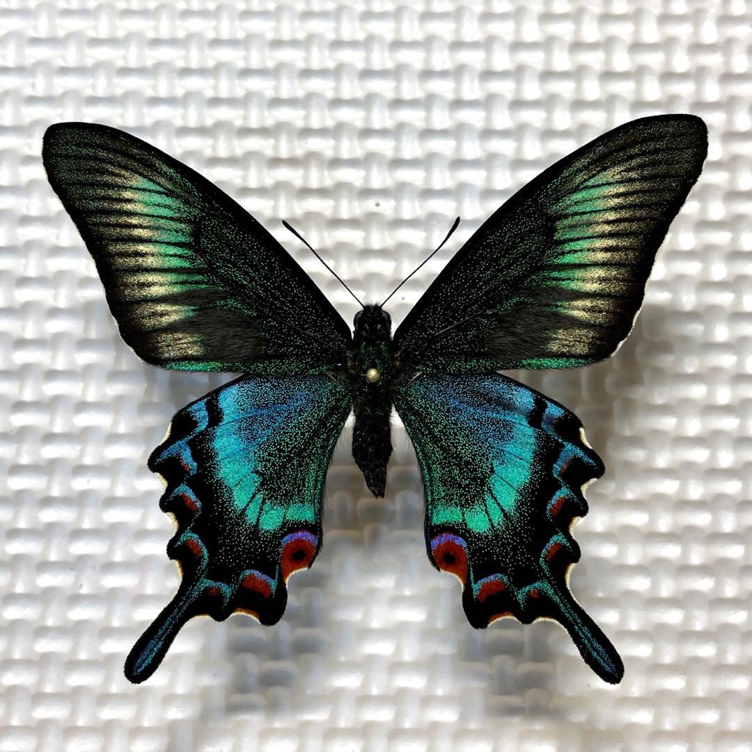 蝶標本 極美麗ミヤマカラスアゲハ春型♂北海道産 飼育品 青紫系 - メルカリ