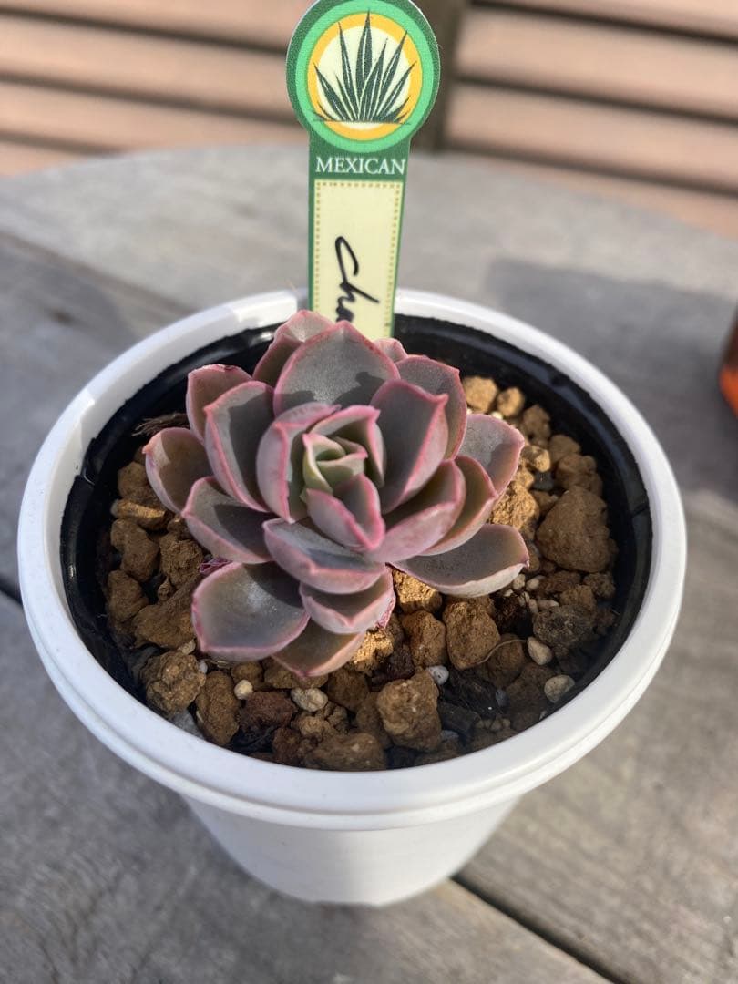 ラスト 原種 チャザロイ Chazaroi エケベリア 多肉 - メルカリ