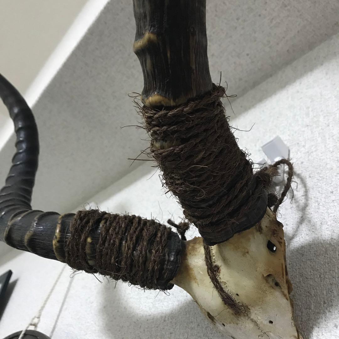 インパラ頭骨ハンティングトロフィー 標本剥製角