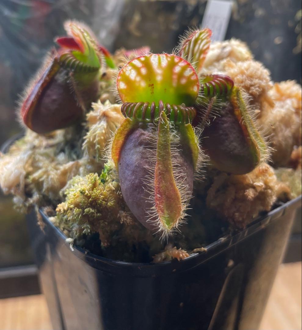 セファロタス・フォリキュラリス　「ハマーズジャイアント」CK 株分け苗 セファロタス・フォリキュラリス 「ハマーズジャイアント」CK