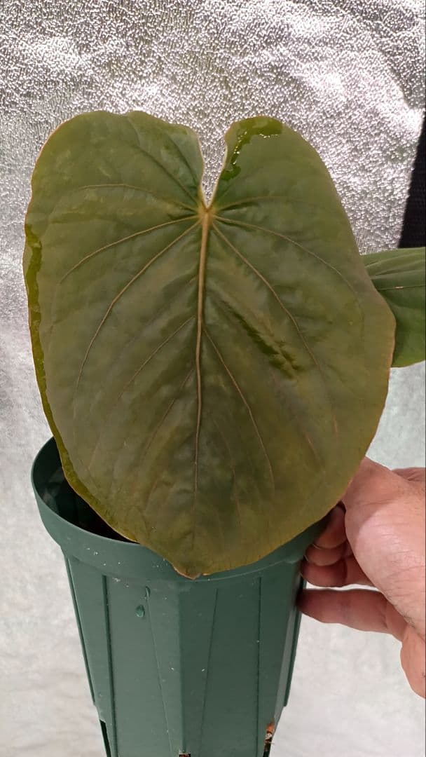 その他観葉植物 anthurium kunayalese Anthurium kunayalense × A.zara Michelle / アンスリウム