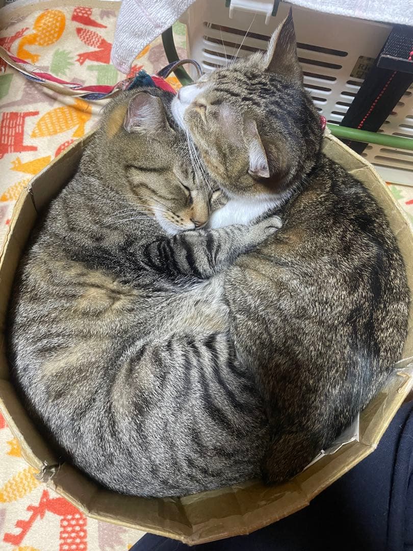 本日限定、大特価‼️ HEALBO (ヘルボ)20個➕大玉2個 液体改質素材の