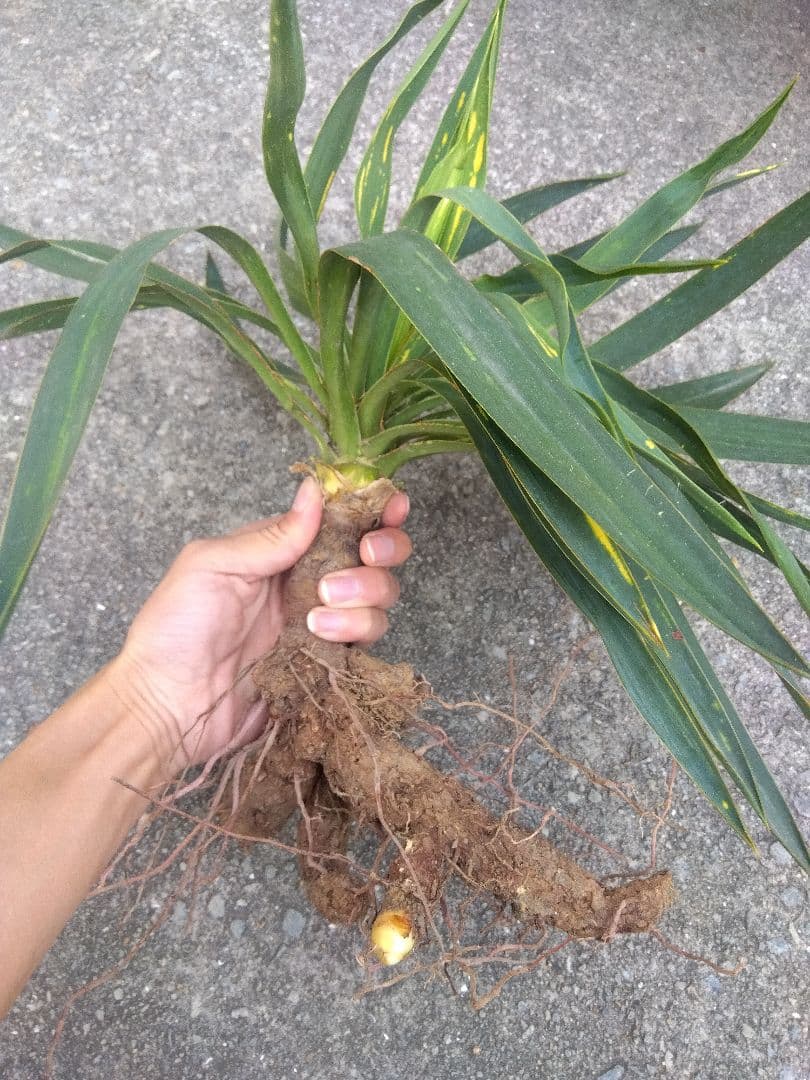 ユッカ　グロリオサ　散り斑　大株❗　イモつき　① 謎*斑様 ユッカグロリオサ 散り斑 分頭 ユッカ.グロリオサバリエガータ