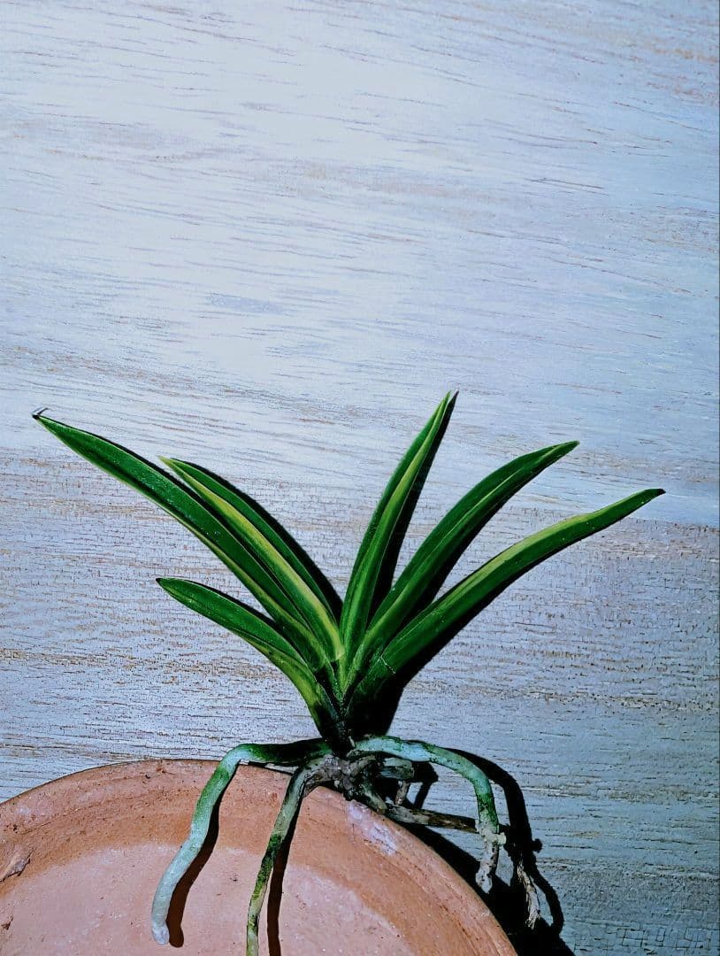 富貴蘭　金牡丹黄縞（特級） 別格【金牡丹(黄縞系）】 | 富貴蘭を楽しんでブログ