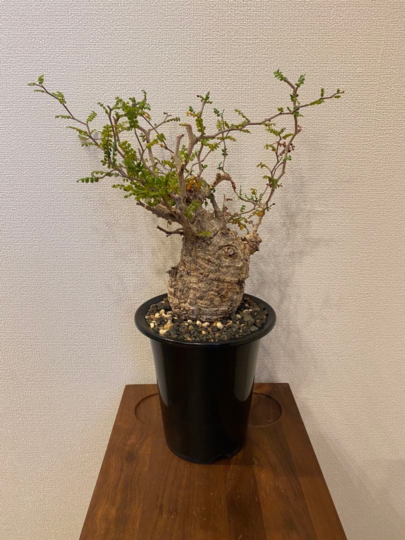 オペルクリカリアパキプス【発根済み】 081901】発根済 オペルクリカリア パキプス | KANIK