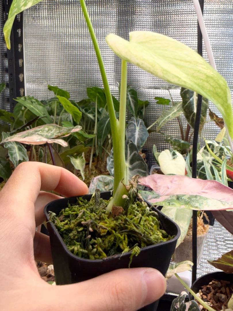 選抜株 モンステラ デリシオーサミント - メルカリ