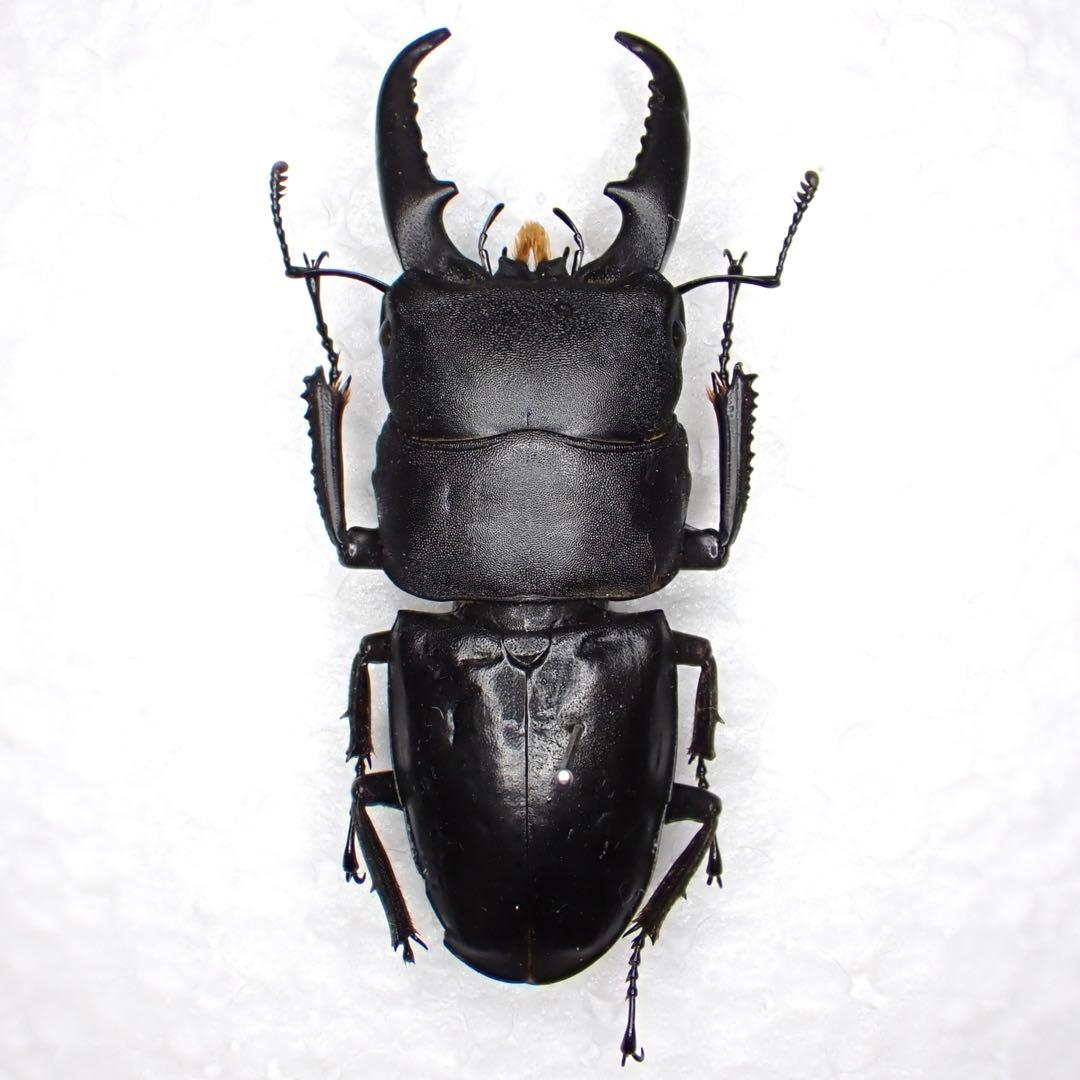 昆虫標本 大型ヒラタクワガタ標本 - メルカリ