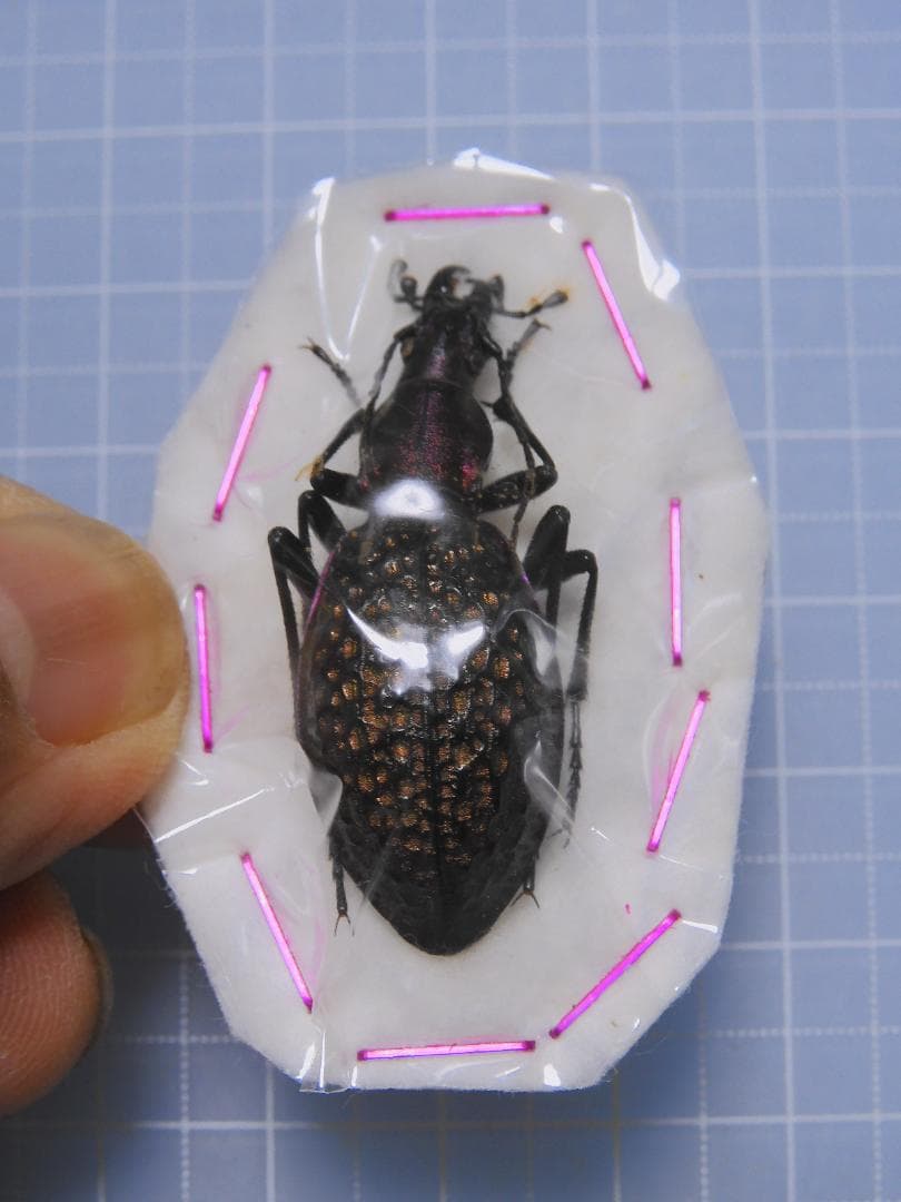 サハリンの美麗ゴミムシ　ペア　37mm 34mm Silver Line Japan / 消しゴム手品ハサミ