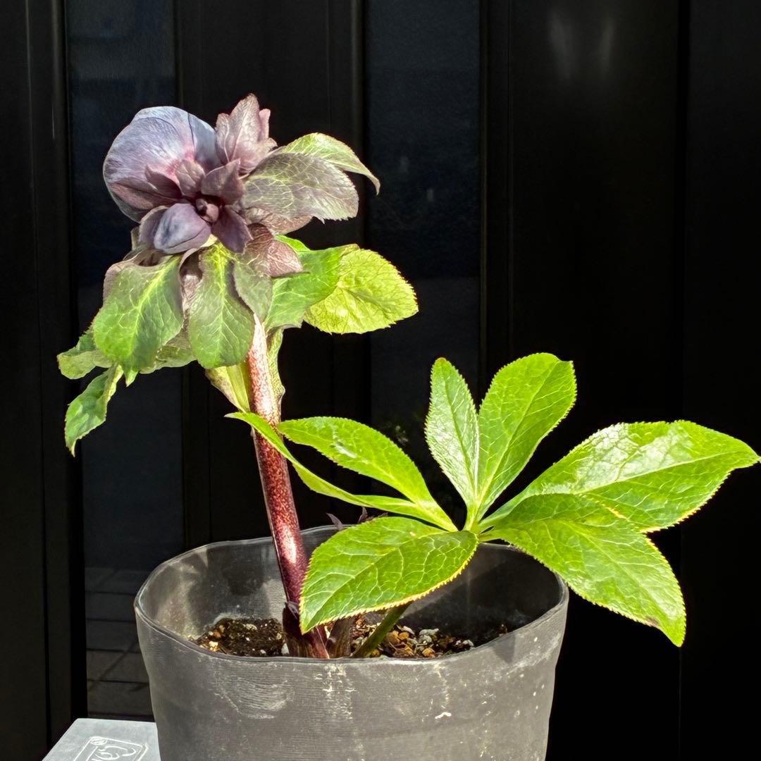 か*ん様 3453☘️限定1株☘️未株分け☘️花付き☘️⭐️コロコロ手毬咲⭐️小