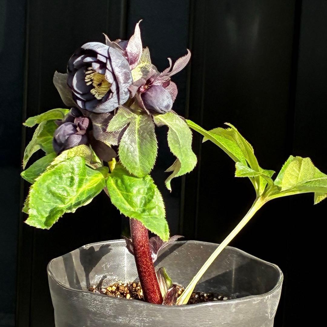 か*ん様 3453☘️限定1株☘️未株分け☘️花付き☘️⭐️コロコロ手毬咲⭐️小