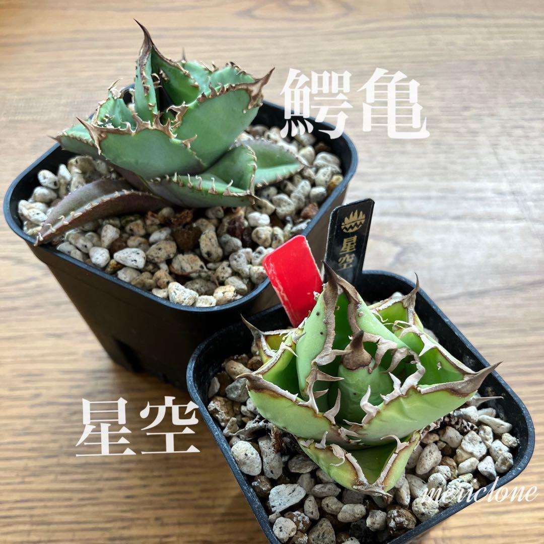 【初売りセット11】101 ぶつぶつ　アガベ　鰐亀/星空　　TC2株　上澳園芸 shangao-003（Handlebar） 良🌞 #アガべ好き #アガベノーネーム