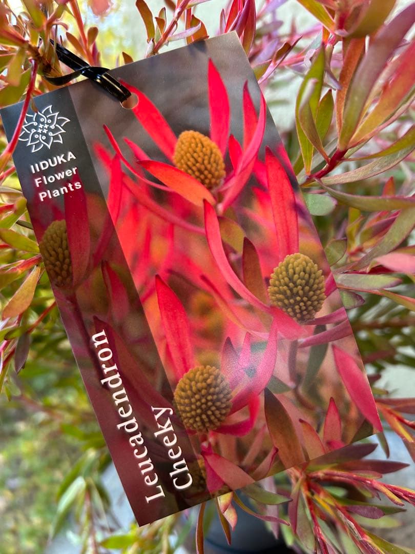 リューカデンドロンチェーキー7号 - メルカリ