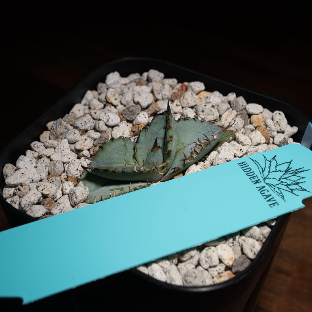 アガベ チタノタ【Creep】No.2／＊鉢植え発送＊ 園芸ネット本店｜アガベ：チタノタ4号鉢植え（23-18） の通販【公式】