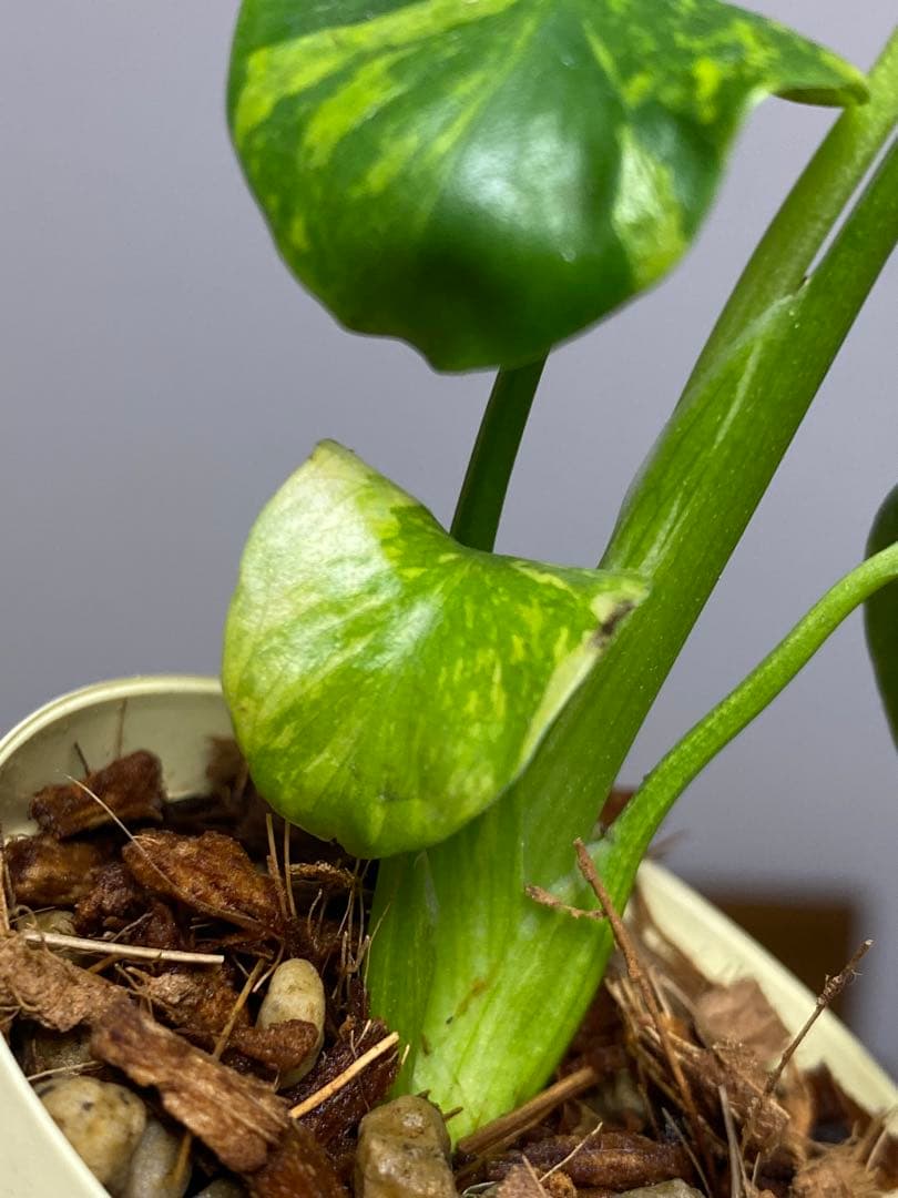 ③【超希少‼️】モンステラ エレクトロライト 斑入り レア 人気