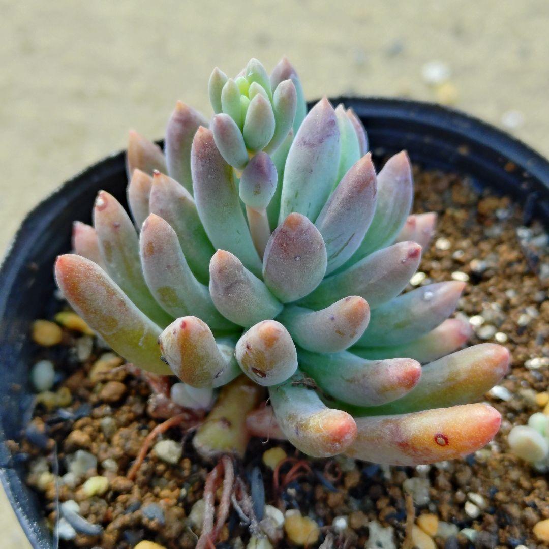 ぽ*と様 乙女心×銀天女 多肉植物抜き苗うに