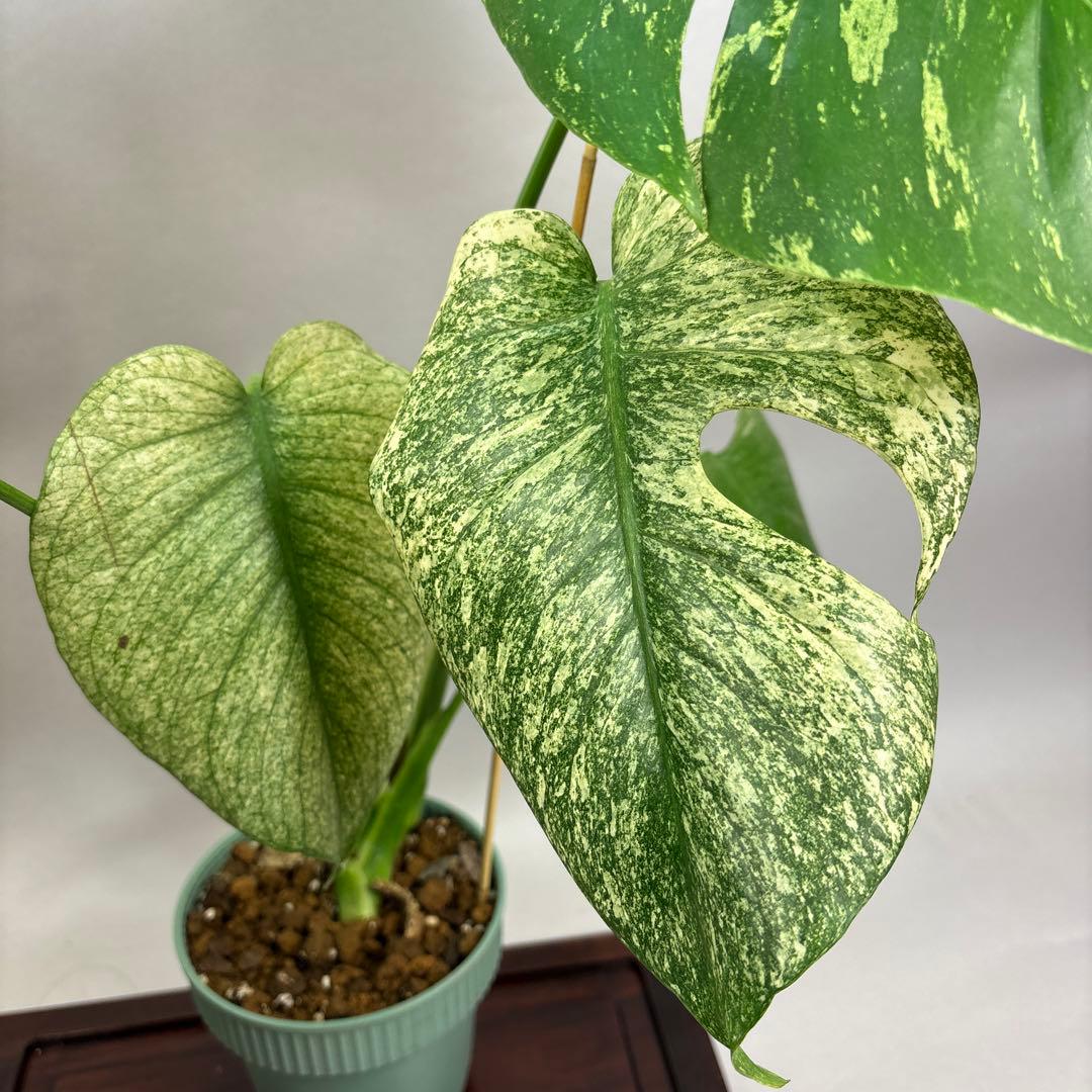 ホワイトモンスター 天津蘭 モンステラ斑入り lsw008