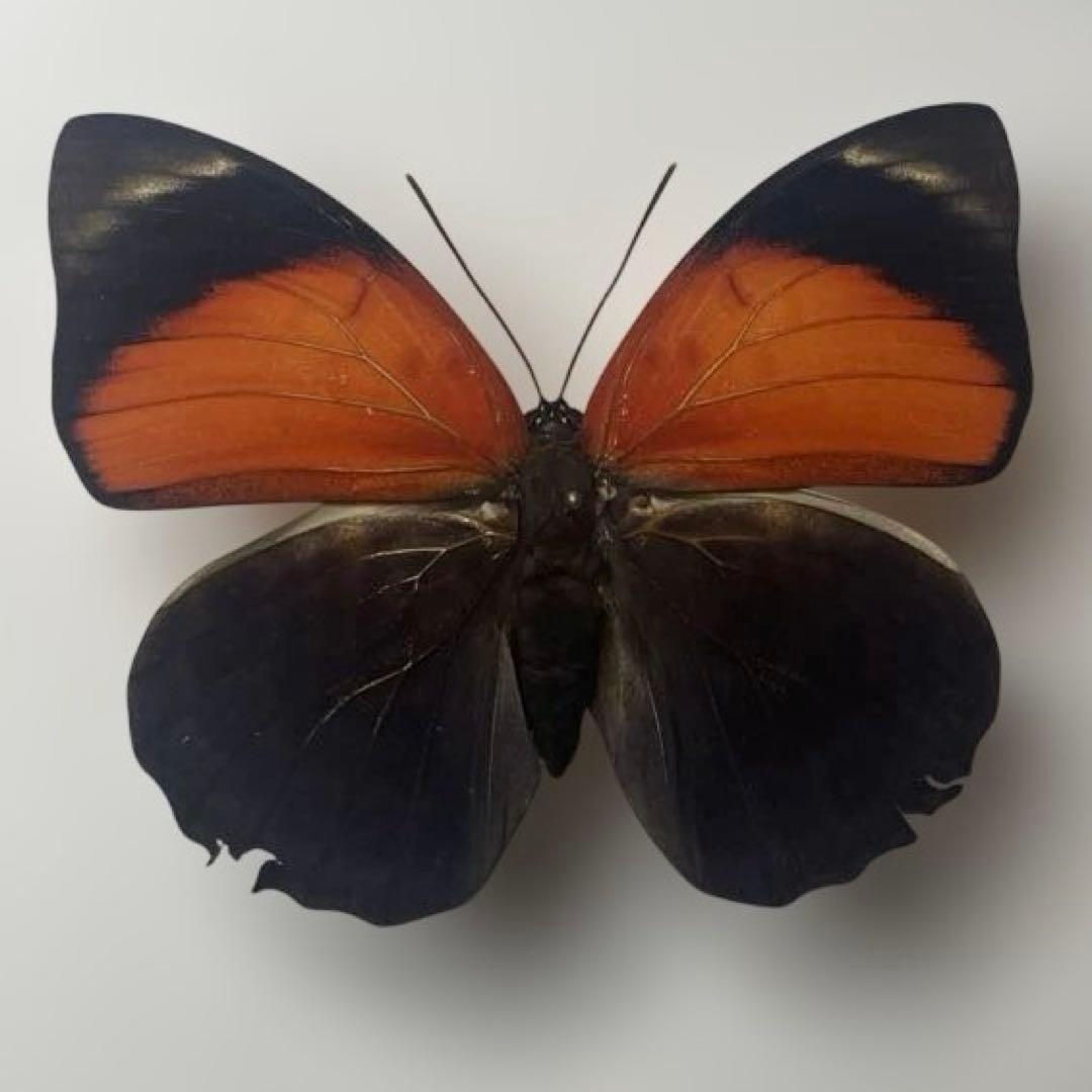 agrias CLAUDINA - メルカリ