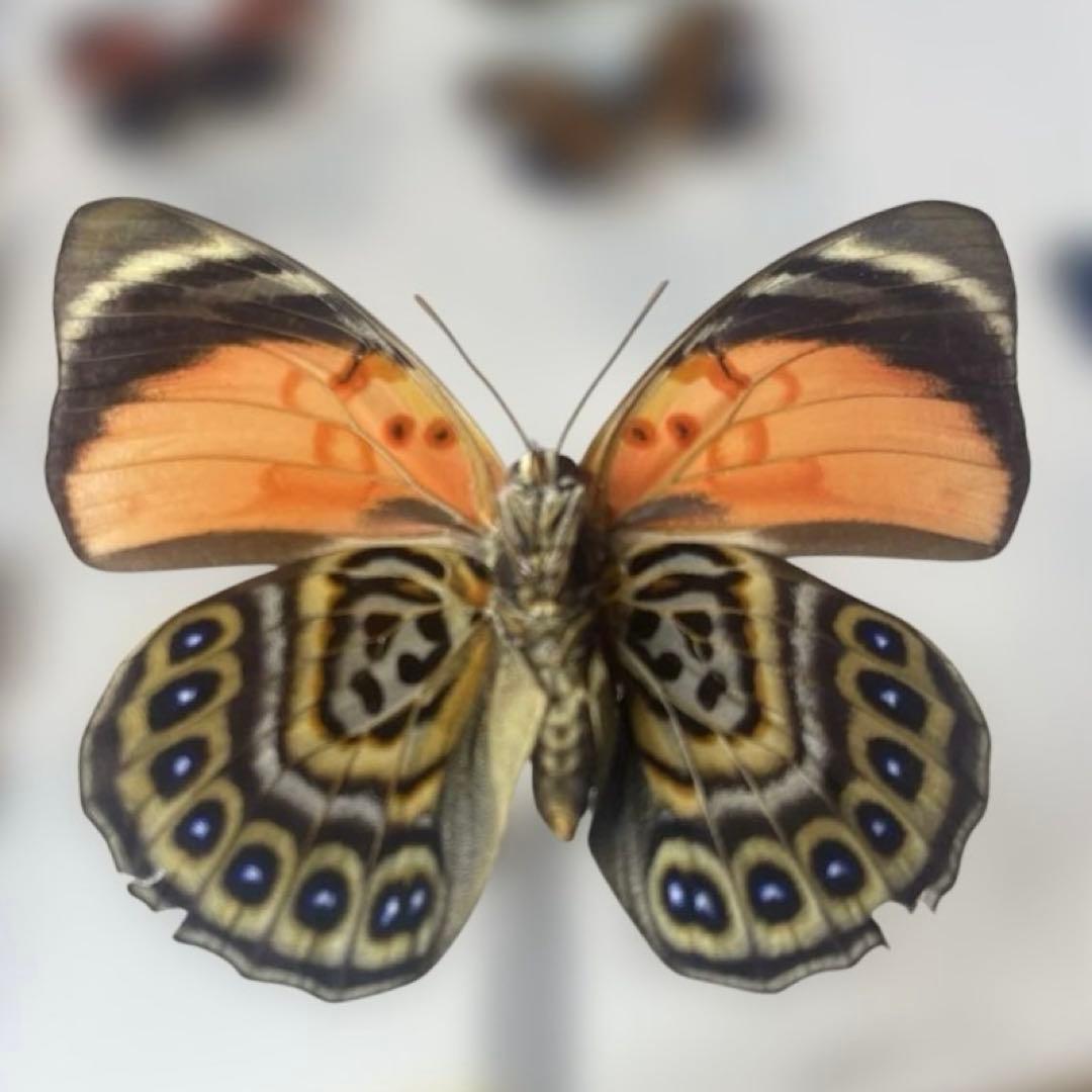 agrias CLAUDINA - メルカリ