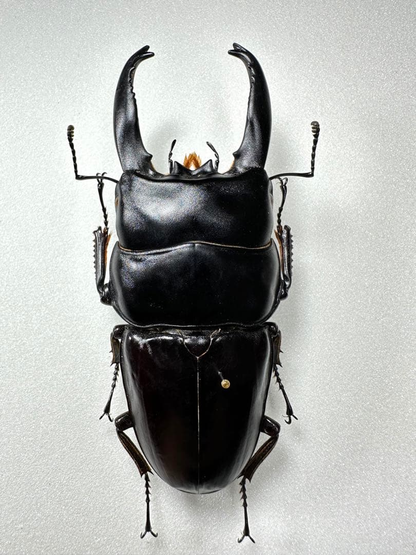 渡*辺様 36匹の緑色光沢昆虫標本 ヤマトタマムシ 装飾