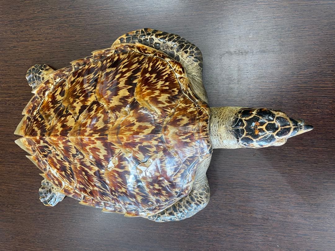 タイマイ　ウミガメ剥製 タイマイ ウミガメ剥製 国際希少野生動植物種登録票有 - メルカリ