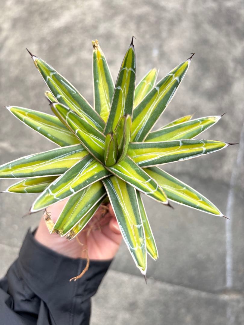 アガベ　黄金山　子株2個付き Yahoo!オークション - 2株セット 子株のみ アガベ アトミックゴールド